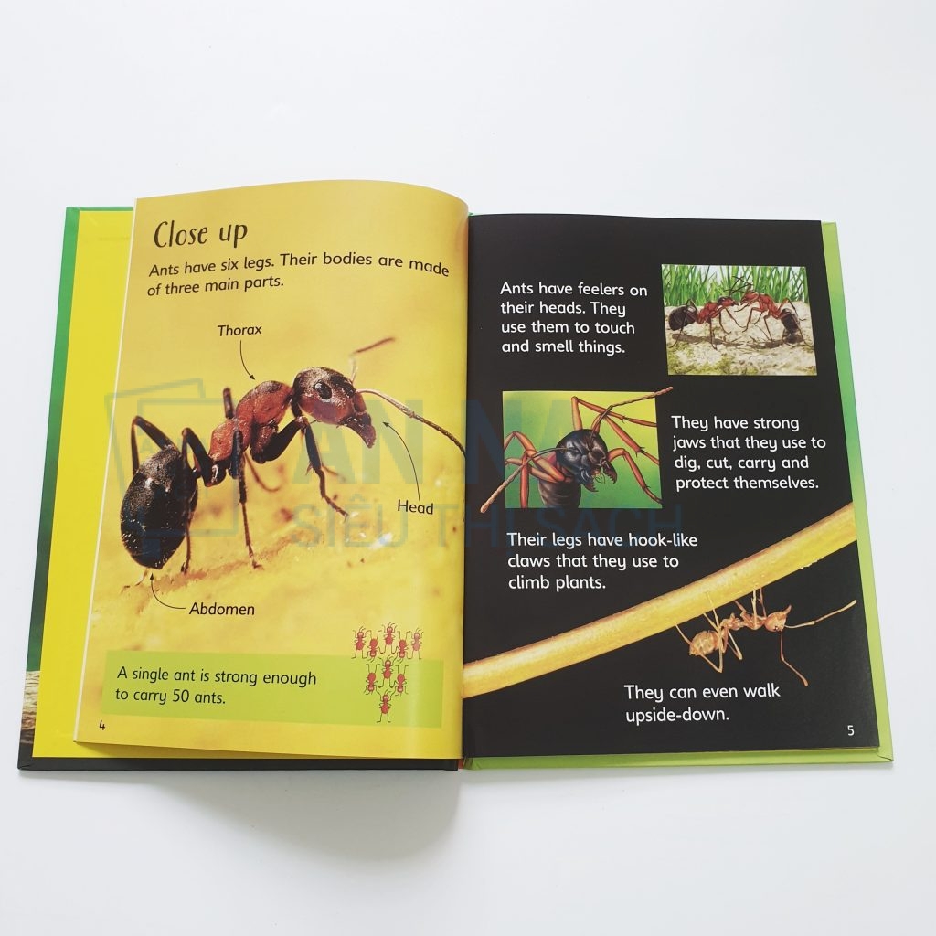 Usborne beginners nature box set collection 10 quyển